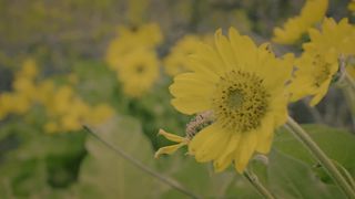 Simon Khorolskiy - Восстань, светись