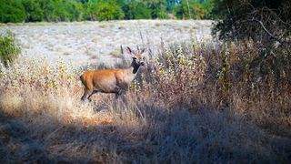 Лариса Кайдрис - Господь, Ти моя насолода