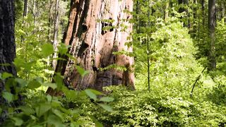 Семья Кирнев - Твое имя превыше всех