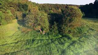 Егор и Наталия Лансере - Человек под деревом