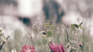 Iulia Fridrik - Что унываешь, душа моя?