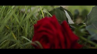 Регіна Савчук - Троянда