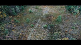 Емілія Янюк - Схиляюсь