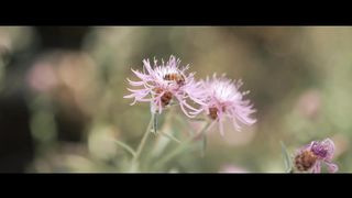 Высокая Гармония - Косари на Лугу