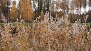 Аліна Черешня, Вікторія Буковело - Вдячність