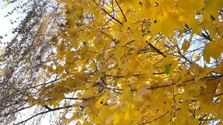 Нотки - Восени (Cover)