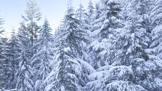 Павел Шостенко - В небе белый снег кружится