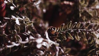 Марин и Марина Севастиян - Рождественское Чудо