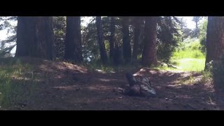 Путешествие Пилигрима (2017)