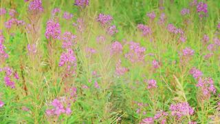 Basis - Прекрасний Ти