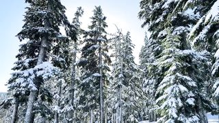 Иду К Тебе С Повинной, Боже Правый