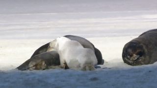 Живая природа