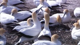 Живая природа