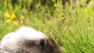 Живая природа