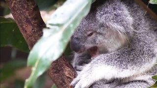 Живая природа