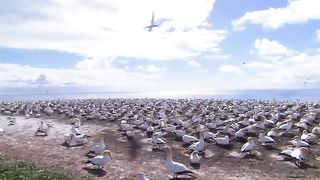 Живая природа