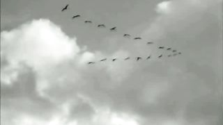 Журавли исполнитель Марсель Давлетов
