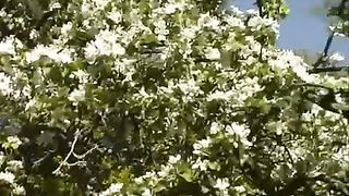 Виктор Клименко - Вербное воскресенье (Кто это там верхом?)