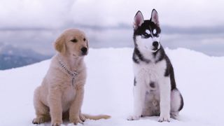 Снежная пятерка (2008)