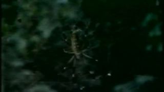 Биомиметика или как человек имитирует Божественную природу