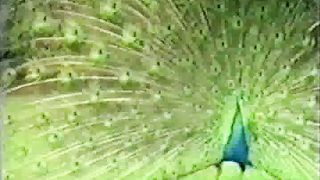 Крах теории еволюции Факт создание жизни Богом 1