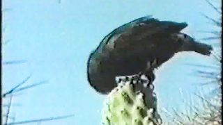 Крах теорії еволюції - Еволюція сомнітельная теорія 5