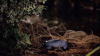 Честнат: Герой Центрального парка (2004)