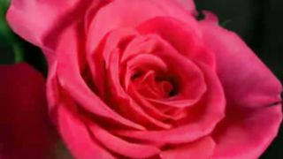 Березовская Виктория - Цвет любви