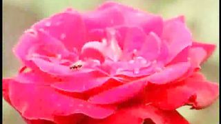 Людмила Крічковська - Поклоняюсь Я