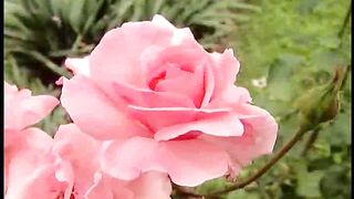 Людмила Крічковська - Поклоняюсь Я