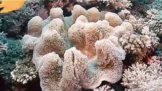 Океан Док. Фильм о природе