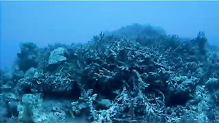 Океан Док. Фильм о природе