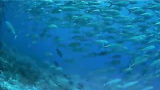 Океан Док. Фильм о природе