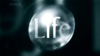 Животный мир ДокФильм о природе