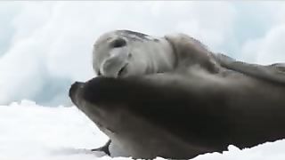 Животный мир ДокФильм о природе