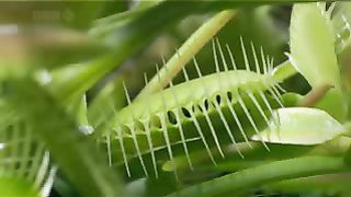 Животный мир ДокФильм о природе