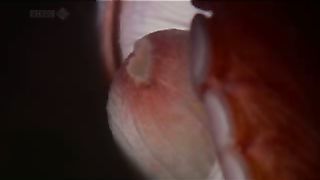 Животный мир ДокФильм о природе