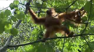 Животный мир ДокФильм о природе