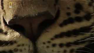 Леопард Животный мир