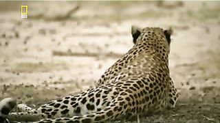 Леопард Животный мир