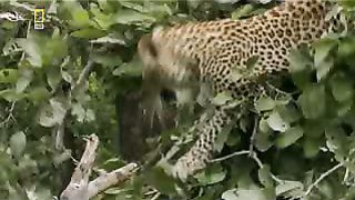 Леопард Животный мир