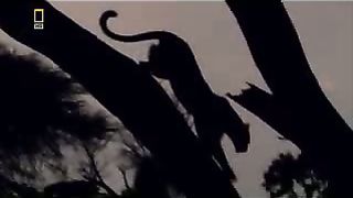 Леопард Животный мир