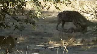 Леопард Животный мир