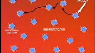 Алан Майер - 7 Воспитание мозга