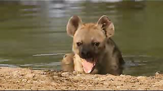 Великолепная семёрка Животный мир