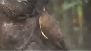 Великолепная семёрка Животный мир