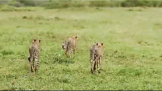 Великолепная семёрка Животный мир