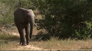 Великолепная семёрка Животный мир