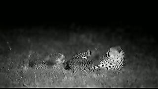 BBC: Ребятам о зверятах - Гепард