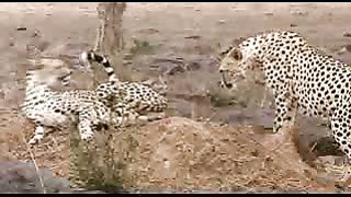 BBC: Ребятам о зверятах - Гепард